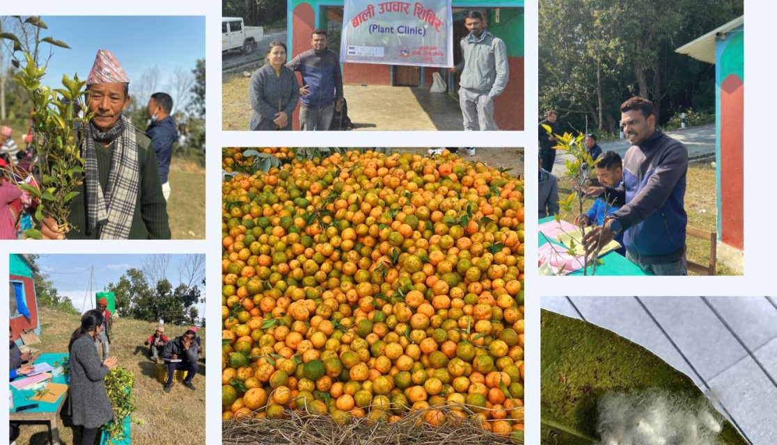 उँबूमा बाली उपचार र पशु स्वास्थ्य शिविर संचालन हुने