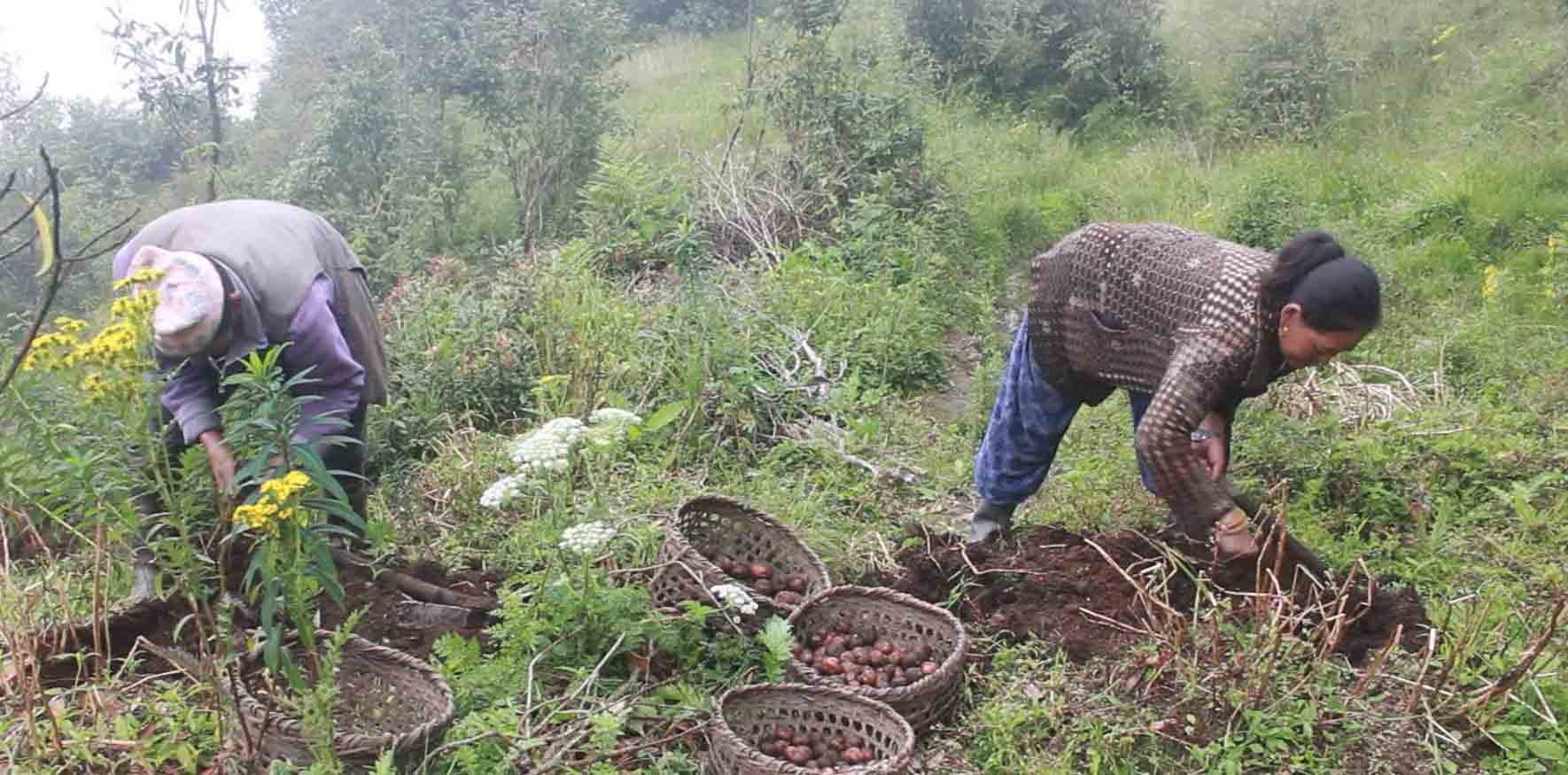 ४ हजार ६ सय मेट्रिक टन बुङको आलु निर्यात