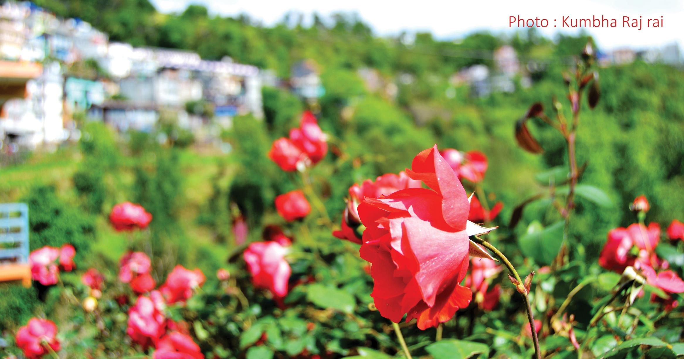फोटो अफ द डे : सिद्धिचरण पार्कमा  फुलेको गुलाबको फूल र पृष्ठभूमिमा ओखलढुंगा सदरमुकाम