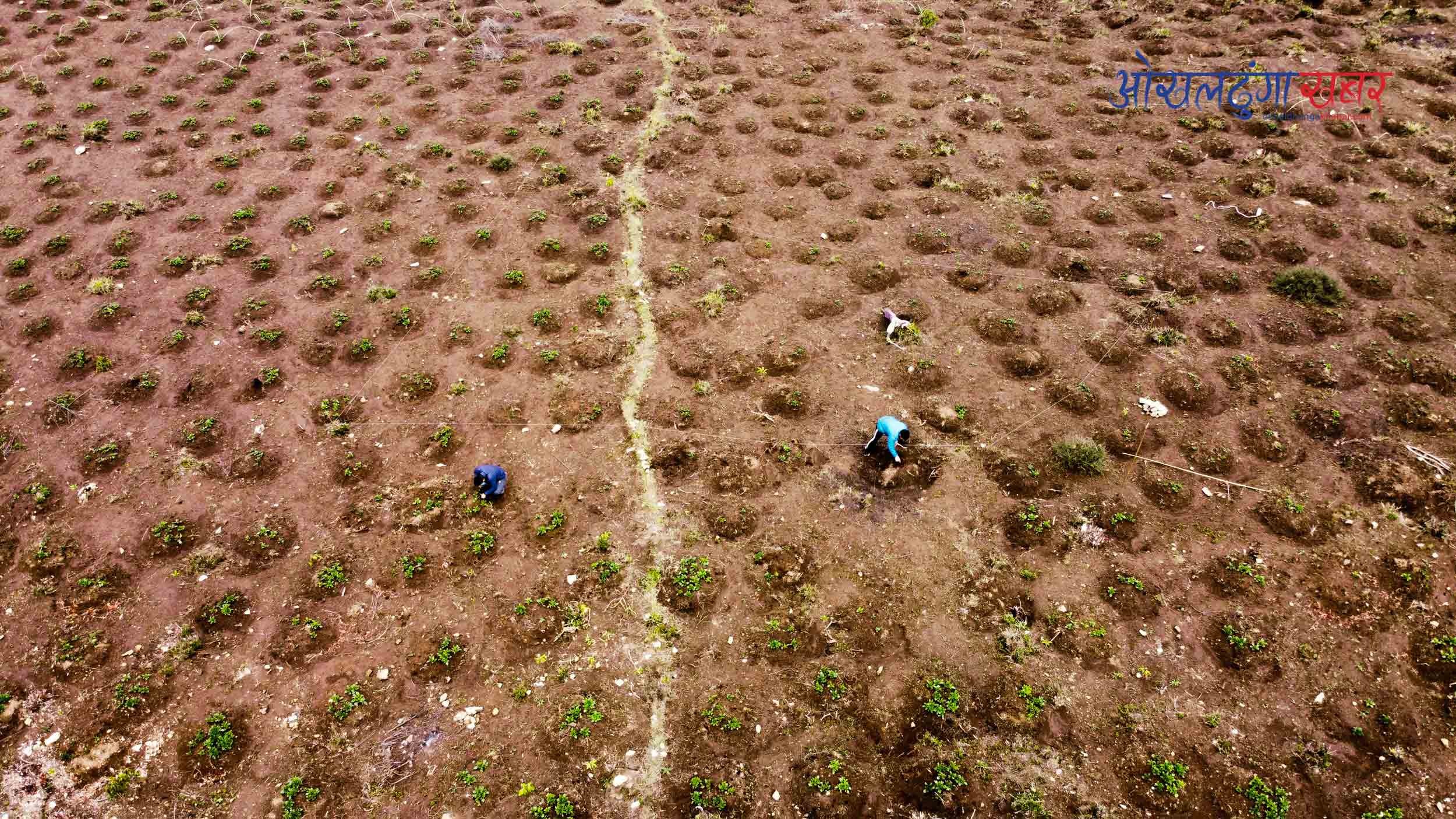फोटो अफ द डे : बुङमा रोपिएको आलु  स्याहार्दै ठाडेका किसान