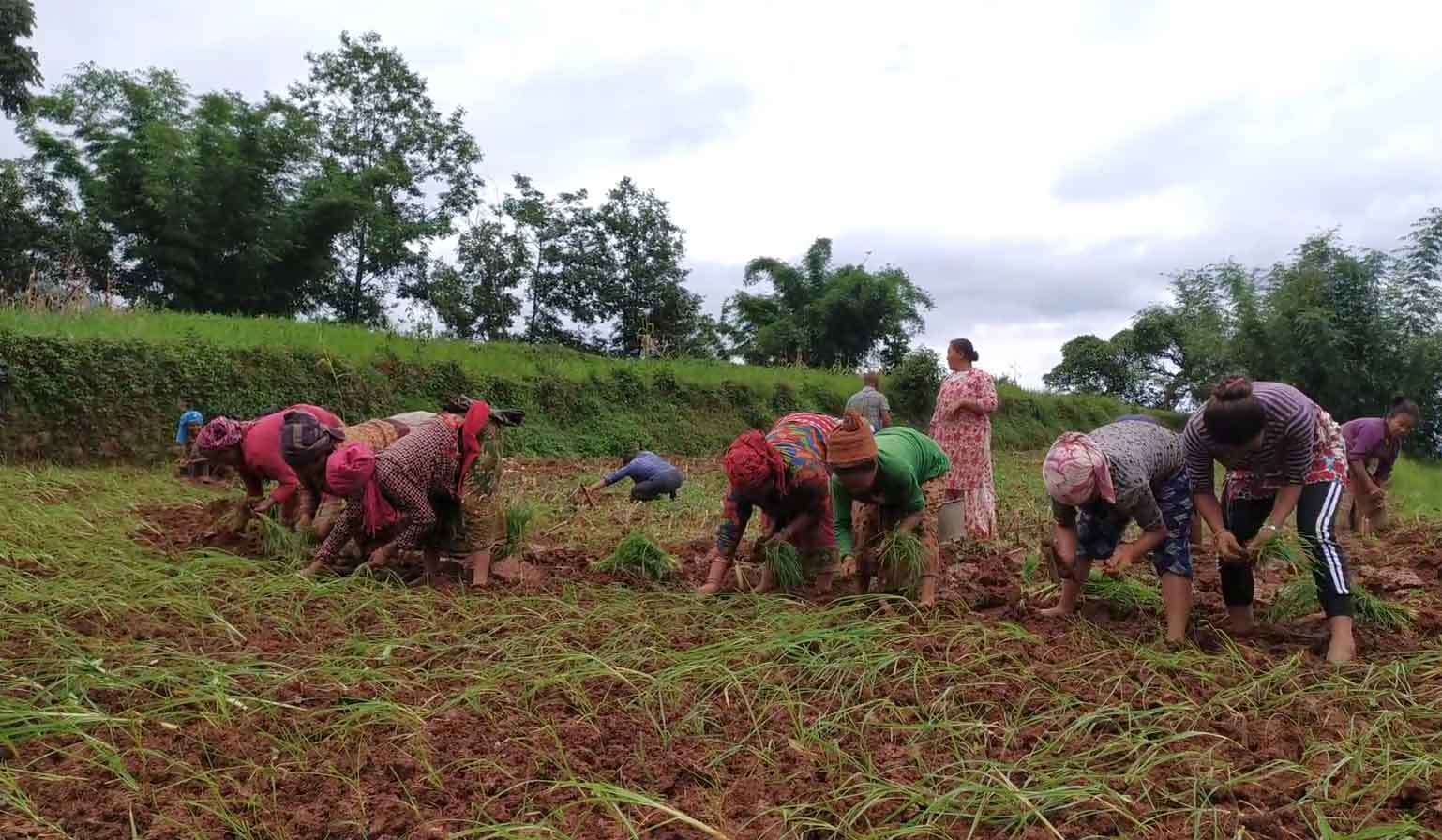 हराउँदै रुम्जाटारको पर्मेली परम्परा