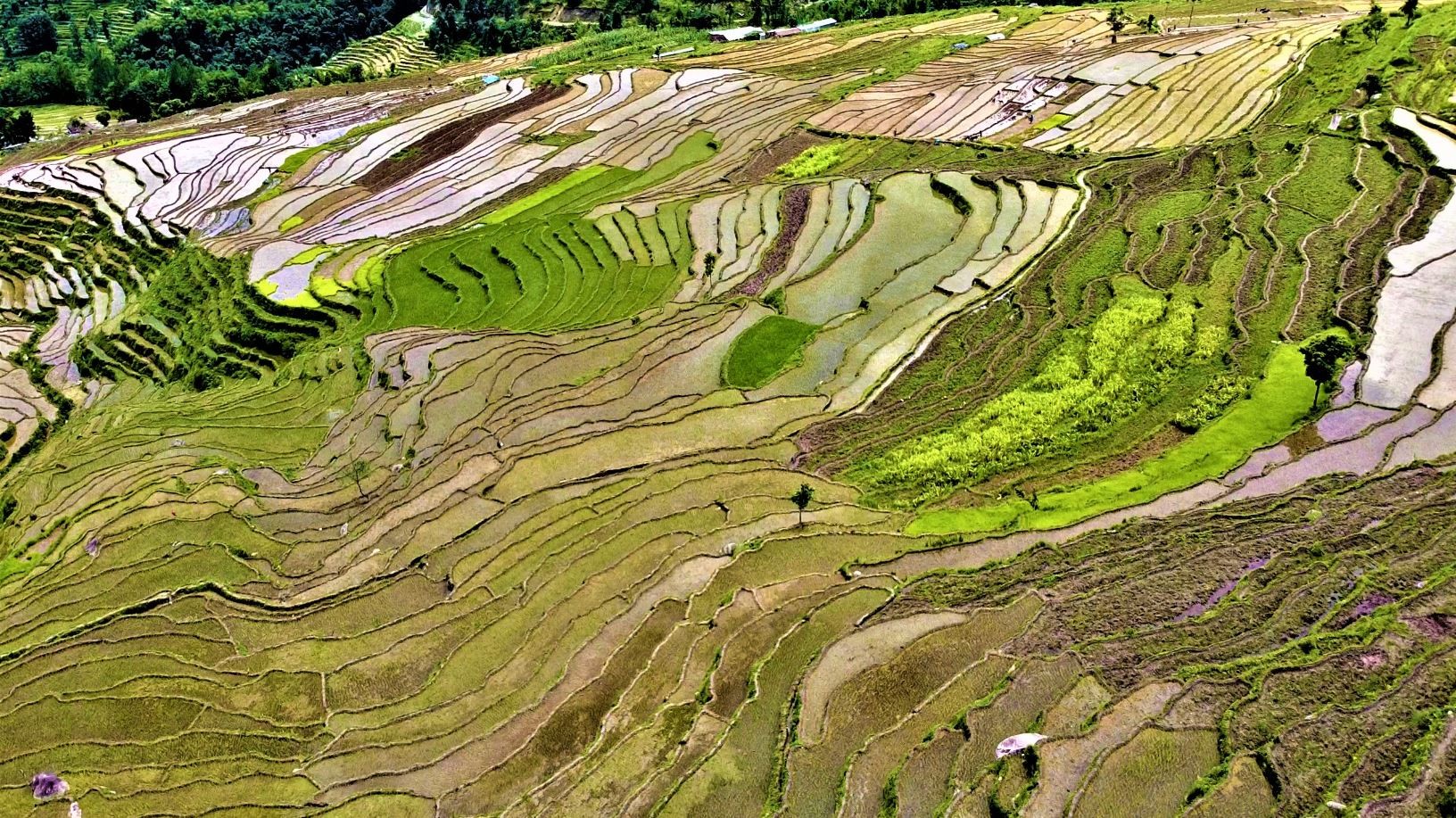 यसवर्ष ओखलढुंगामा ६८ प्रतिशत् धान रोपाइँ