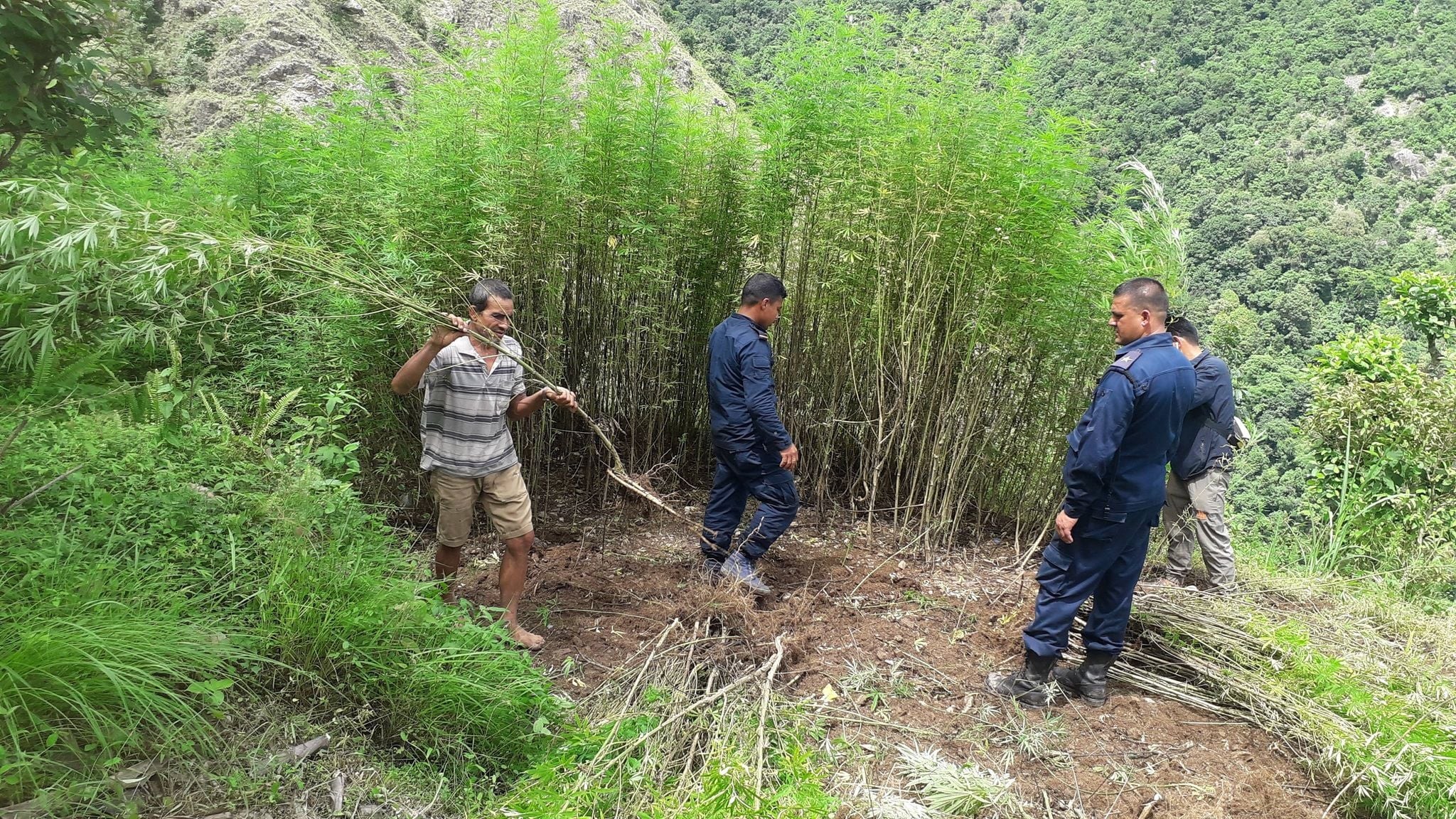 प्रहरीद्वारा मानेभञ्ज्याङमा गाँजा फडानी