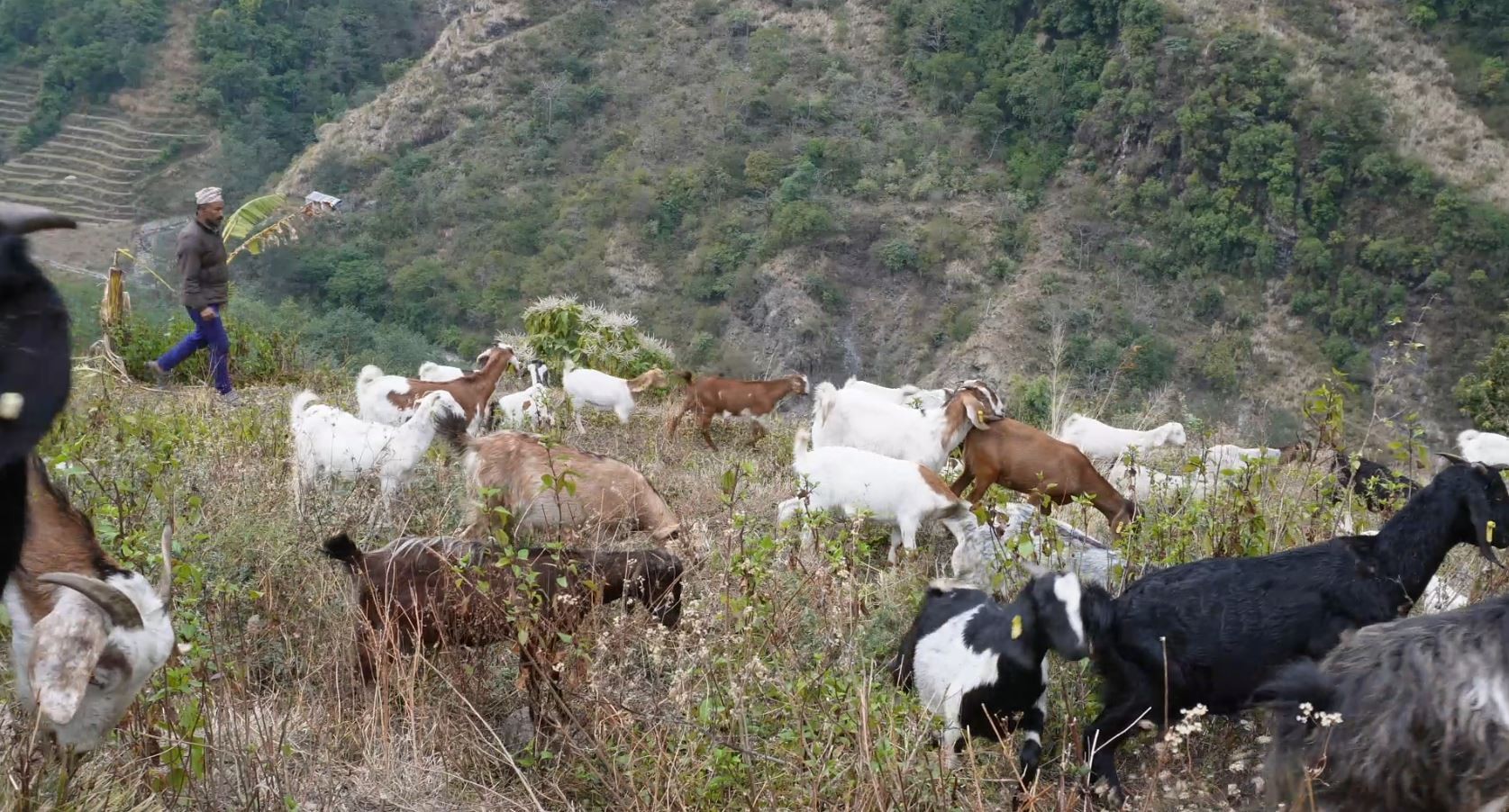 कृषि अनुदानमा विचौलिया हावी