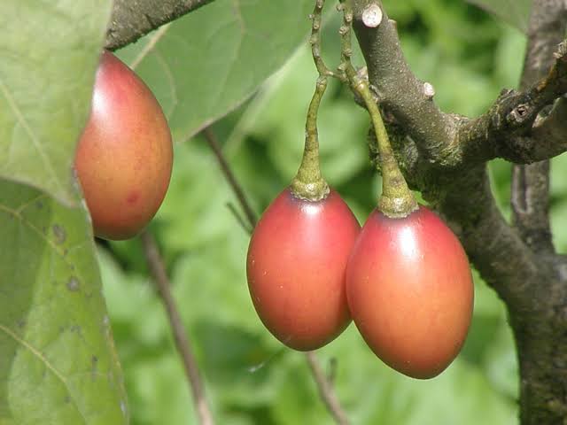 घुन्साका किसानले लगाएको रुख टमाटरबाट घट्दै आम्दानी